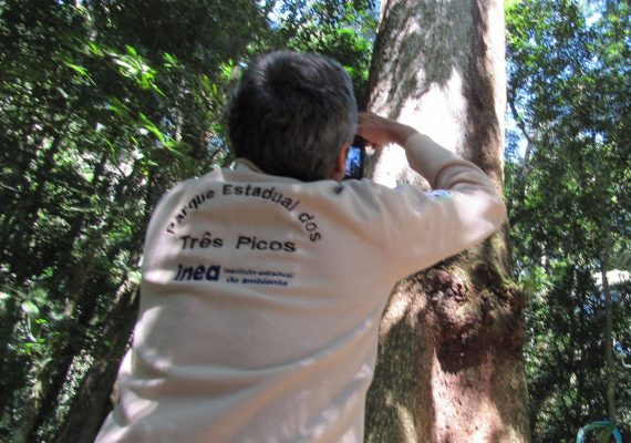 Jequitibá Milenar em Cachoeiras de Macacu